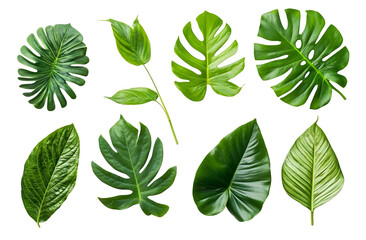 Vibrant green tropical leaves of various shapes and sizes isolated on a white background in a flat lay composition
