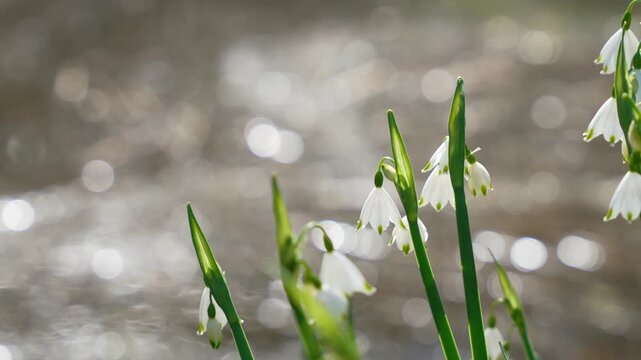 White spring snowflake flowers growing beside flowing stream with sparkling bokeh background in sunlight, Botanical footage, Spring nature