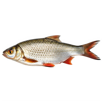 Fresh common roach fish isolated on white background, silver rutilus rutilus with red fins, raw river fish for culinary and fishing concepts