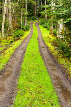 Canada, BC, Gabriola Island.  Dirt road in forest of alder trees.