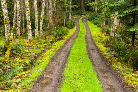 Canada, BC, Gabriola Island.  Dirt road in forest of alder trees.