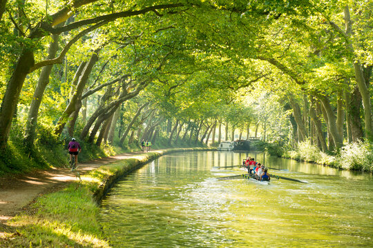 EU; France; Avignonet Lauragais. Rowers plying the waters of the Canal du Midi.  Plane trees (Platanus &times; hispanica) line the historic canal.