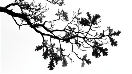 Naklejka premium Tree branches reach outward against a cloudy sky. The image captures the natural shapes and patterns of the branches and leaves. This scene shows the beauty of nature in simple forms.
