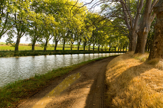 EU; France; Ventenac.  Plane trees (Platanus &times; hispanica) line the Canal du Midi.  
