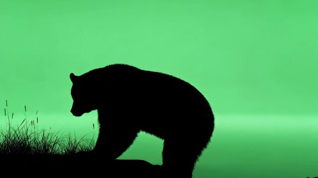 Silhouette of a bear standing on hind legs, sniffing the air against a green background.