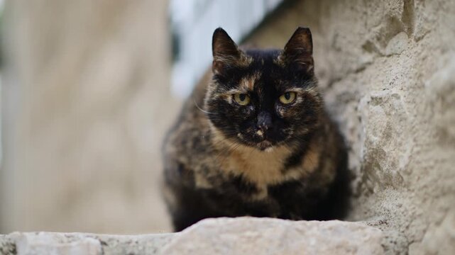 Tortoiseshell cat with intense yellow eyes resting on an old stone wall outdoors