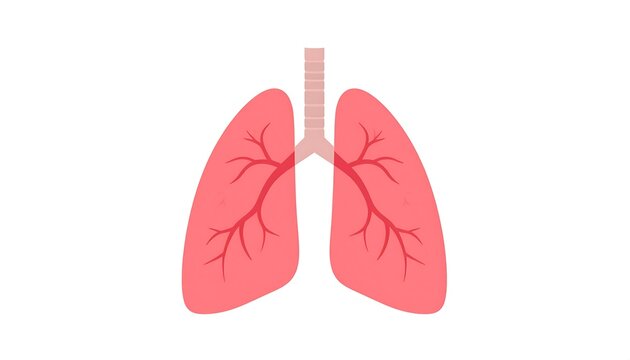 A digital illustration of human lungs with trachea