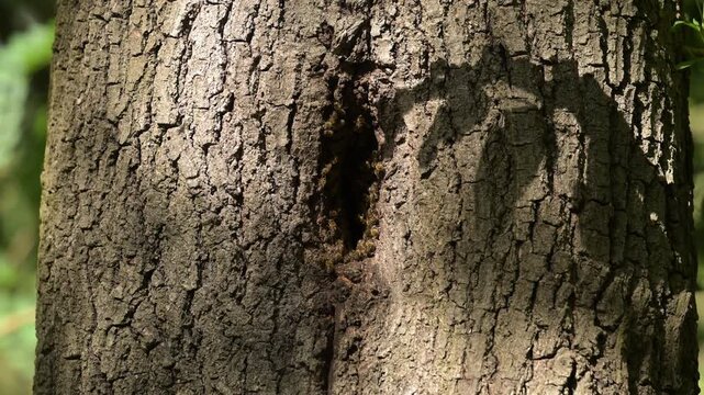 Bienen am Einflugloch zu ihrem Bienenstock in einem Baum