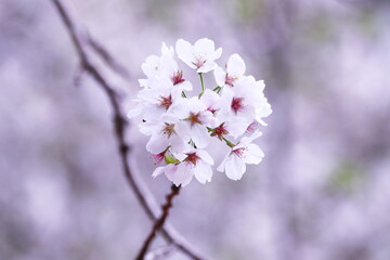 Obraz premium 春の光を浴びる桜