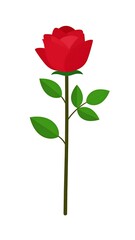 A vibrant red rose on a stem with green leaves on a white background