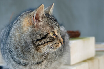 Tabby cat sitting in loaf pose on wooden surface. © Valeriy