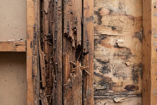 Severe termite damage and dry rot in exposed wooden wall studs