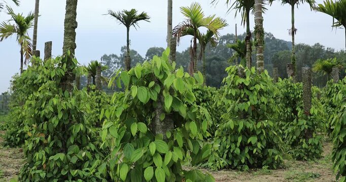 Black pepper fruits grow on tree in garden