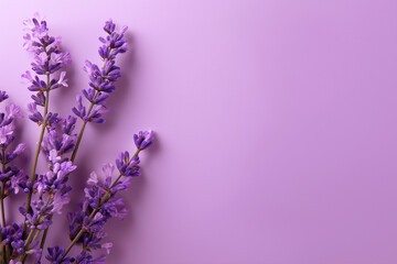 Fototapeta premium Fresh lavender sprigs are elegantly arranged on a plain light purple surface.