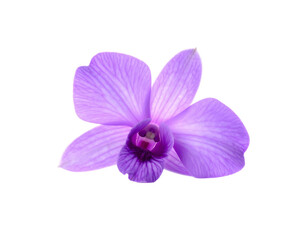 Vibrant Purple Orchid Blossom Isolated on a Clean White Background.