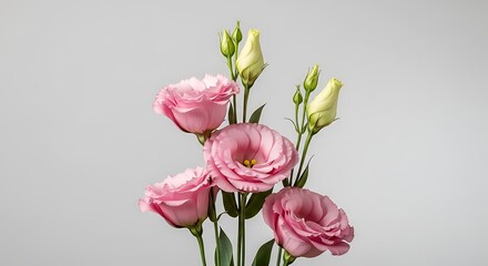 Fototapeta premium Elegant Pink Eustoma Flowers on Long Stems Isolated on Light Gray Background for Floral Decor and Wedding Invitations eustoma pink floral wedding decor
