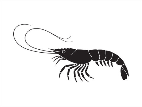 A shrimp silhouette vector icon, Shrimp vector art black and white
