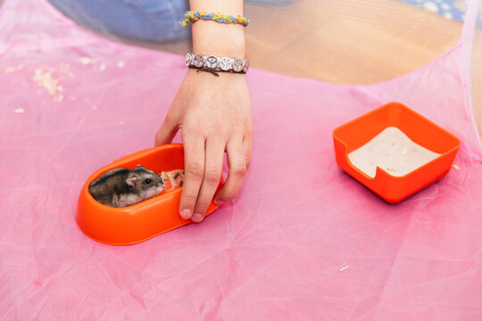 Unrecognizable girl with hamster 