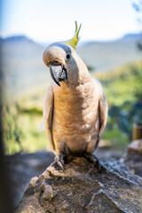 A curious cockatoo at the Blue Mountains mountain range in New South Wales, Australia © dsArt Stock