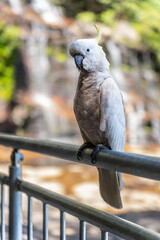 Obraz premium cockatoo sitting on a railing at Katoomba Falls at Blue Mountains mountain range in New South Wales, Australia