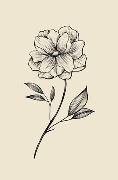 Peony