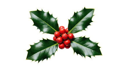 Christmas holly with red berries, festive holiday decoration for graphic design