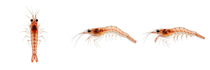 Krill isolated on white background, Euphausiacea, Antarctic krill, marine crustacean, underwater ocean animal, soft-bodied marine animal, ocean wildlife photo, krill macro, ocean ecosystem, marine inv © dakarid