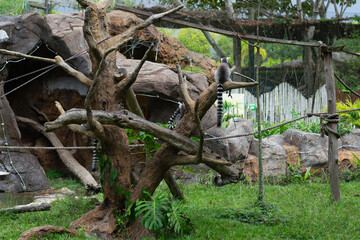 Obraz premium Ring tailed lemurs climbing on branches and rocks inside a spacious zoo habitat