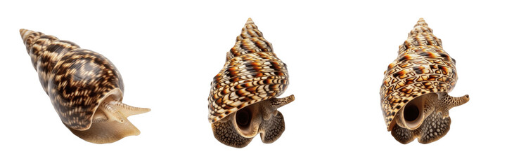 Cone snail isolated on white background, Conidae, marine cone snail, venomous sea snail, underwater mollusk, soft-bodied marine animal, ocean wildlife photo, snail closeup, ocean ecosystem, marine inv © dakarid