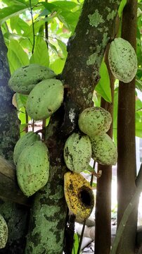 Cocoa fruits growing directly on the tree trunk. Several fruits are still unripe and green in color, while one fruit is yellow and appears damaged and hollowed out by pests.