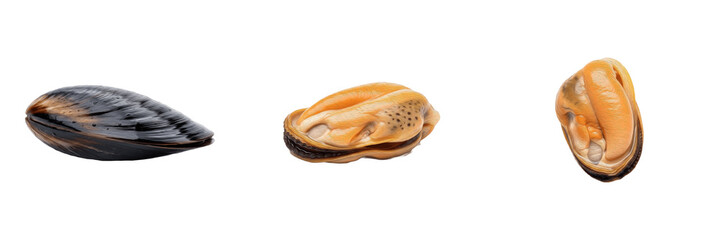 Mussel isolated on white background, Mytilidae, marine mussel, underwater bivalve, soft-bodied marine animal, ocean wildlife photo, mussel closeup, ocean ecosystem, marine invertebrate, bivalve macro © dakarid