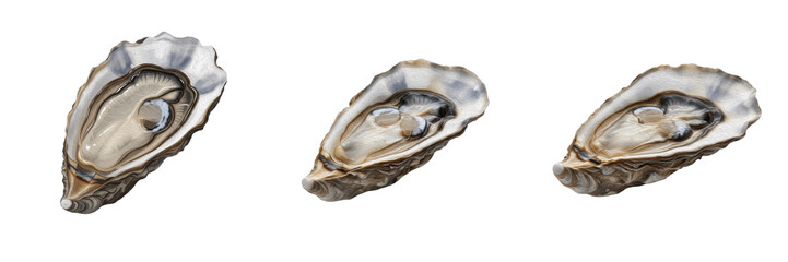 Oyster isolated on white background, Ostreidae, marine oyster, underwater bivalve, soft-bodied marine animal, ocean wildlife photo, oyster closeup, ocean ecosystem, marine invertebrate, bivalve macro © dakarid