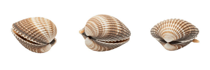 Cockle isolated on white background, Cardiidae, marine cockle, underwater bivalve, soft-bodied marine animal, ocean wildlife photo, cockle closeup, ocean ecosystem, marine invertebrate, bivalve macro © dakarid