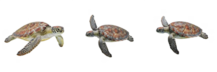 Fotobehang Schildpad Sea turtle isolated on white background, Cheloniidae, marine turtle, underwater turtle photography, soft-bodied marine animal, ocean wildlife photo, turtle closeup, ocean ecosystem, marine reptile  © dakarid