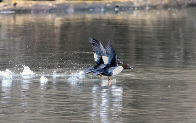 Golden eye ducks  taking off and splashing water