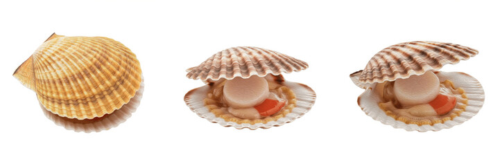 Scallop isolated on white background, Pectinidae, marine scallop, underwater bivalve, soft-bodied marine animal, ocean wildlife photo, scallop closeup, ocean ecosystem, marine invertebrate, bivalve ma © dakarid