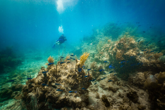 Scuba Diving Colorful Healthy Coral Reef in Caribbean BVI