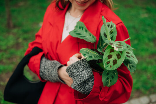 Anonymous woman with potted maranta plant in hands