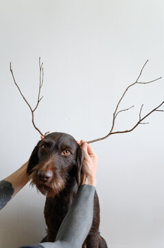 Cute German wirehaired pointer 