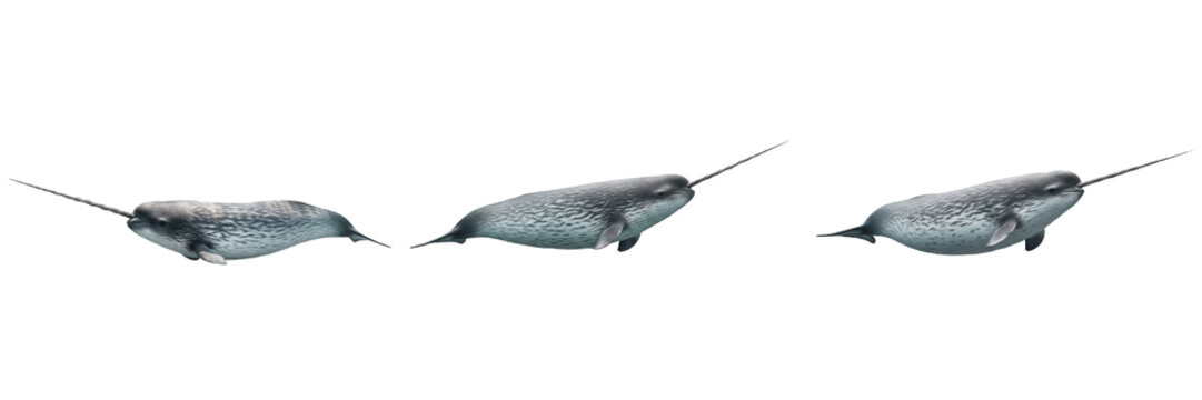 Narwhal isolated on white background, Monodon monoceros, marine narwhal, underwater ocean mammal, soft-bodied marine animal, ocean wildlife photo, whale closeup, ocean ecosystem, marine mammal, aquati