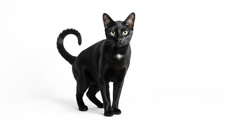 Obraz premium Elegant black cat posing on white background studio shot isolated