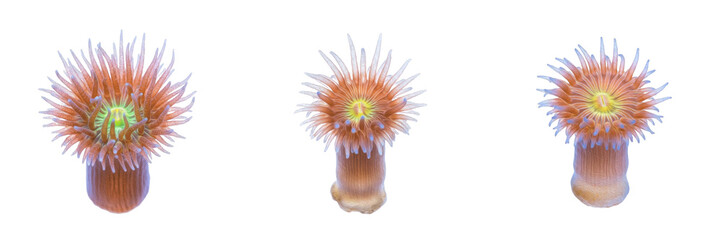 Coral polyp isolated on white background, Anthozoa, marine coral polyp, reef organism, underwater marine life, ocean wildlife photo, coral closeup, ocean ecosystem, aquatic wildlife, coral macro © dakarid