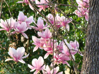 Obraz premium pink magnolia flowers