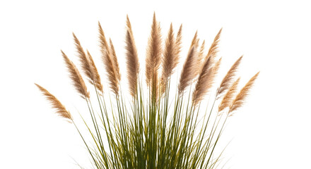 Obraz premium Isolated cluster of tall ornamental grasses with feathery plumes, sunlit, transparent background