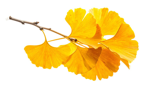 Isolated single golden ginkgo tree branch, fan-shaped yellow leaves, clear view, transparent background