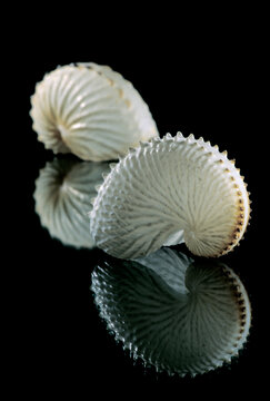 Argonauta argo, Papierboot and Argonauta nodosus paper nautilus eggcase