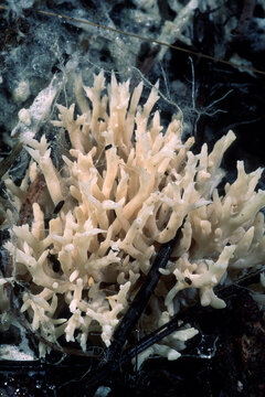 Ramaria stricta, Ramaria mushroom (Ramaria sp). Monte Limbara, OT, Sardinia, Italy