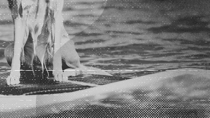 A sturdy dog stands on a surfboard at the calm ocean shore, ready for a water adventure. © hibonaya