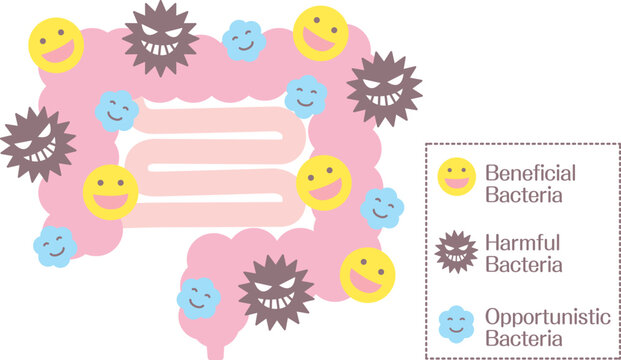 Gut Microbiota Illustration Showing Beneficial and Harmful Bacteria