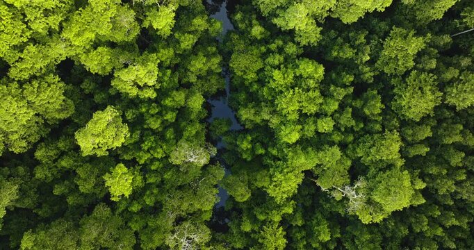 Solomon Islands rainforest river winding through dense, pristine tropical jungle seen from high aerial view, showcasing vibrant canopy, biodiversity and untouched natural beauty. Top down flight